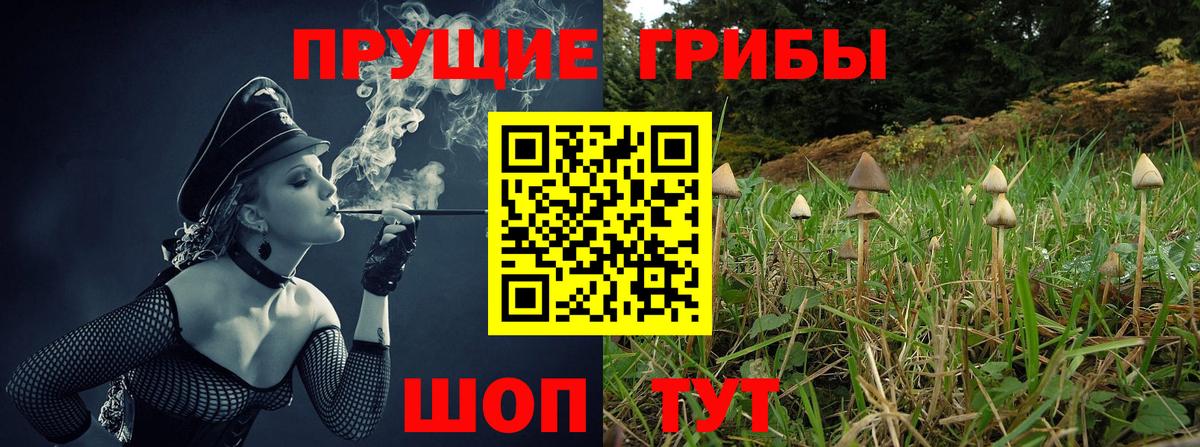 Псилоцибиновые грибы Psilocybe Кировск